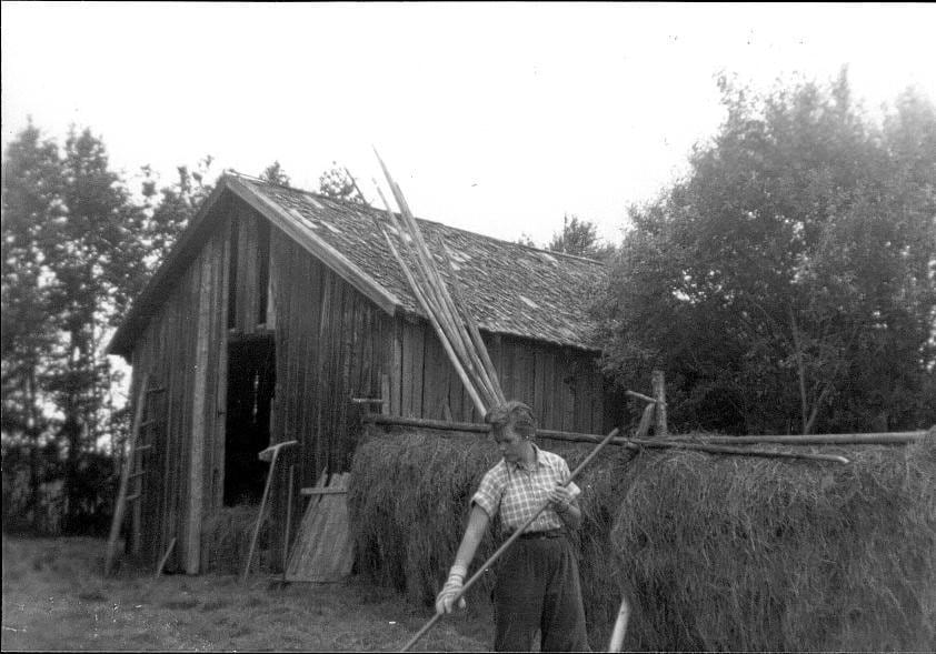 Höhässjning vid höladan.
