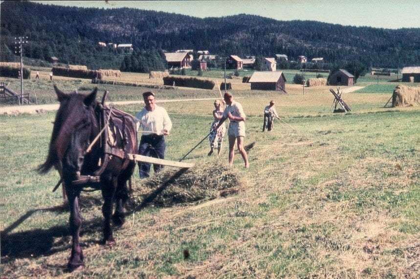 Flera personer räfsar hö efter släpräfsan.