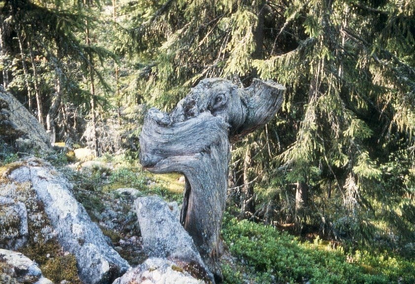 En krokig gran som växer vågrätt en bit och sedan lodrätt igen — pojkarnas matsäcksgran.