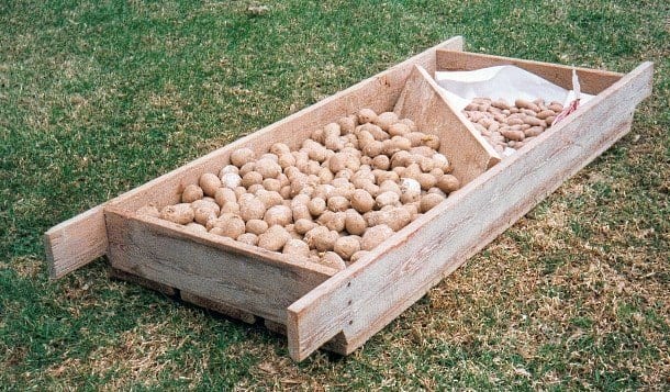 En 'perlåä' — grund trälåda med sättpotatis.